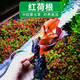 森淵 魚(yú)缸造景裝飾水草種子造景四季草缸活體植物懶人碗蓮荷花種子 紅荷根