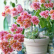 稀有三角梅新品四季開(kāi)花幼苗盆栽陽(yáng)臺好養花 重瓣橙【包對版成活+肥料】 八年生枝條扦插成活【花開(kāi)滿(mǎn)樹(shù)】