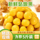 味果生東北姑娘果新鮮燈籠果當(dāng)季新鮮孕婦水果黃菇娘果現(xiàn)摘整箱特產(chǎn) 5斤優(yōu)選裝