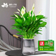 櫻霞白掌一帆風(fēng)順盆栽水培植物綠蘿籮花卉室內花綠植紅掌發(fā)財樹(shù)吸甲醛 【抖音爆款】特級白掌8-10株帶花+繁星盆+營(yíng)16 含盆