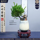 潮裕盆景小葉紫檀盆景老樁植物室內(nèi)造型綠植擺件造景庭院客廳玄關(guān)辦公好養(yǎng) 小葉紫檀盆景5 高端盆景/一物一拍