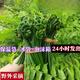 顏曼箐廣西水蕨菜新鮮下飯菜當(dāng)季時(shí)令蔬菜農(nóng)家菜水蕨菜甜菜蕨現(xiàn)摘現(xiàn)發(fā) 1000g