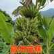 廣東高州粉蕉高州大香蕉牛角蕉芭蕉小時(shí)候的味道新鮮南蕉丑蕉 （高州芭蕉/牛角蕉） 5斤 現砍現發(fā)（青皮發(fā)貨）