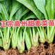 廣東高州甜麥苗圓葉甜麥菜苗蔬菜苗嘜菜種苗脆甜爽口現(xiàn)拔現(xiàn)發(fā)種植 高州圓葉麥菜苗【40顆+4棵】