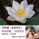碗蓮種藕根莖帶芽小型花苗水培植物四季室內荷花盆栽睡蓮花卉開(kāi)花 薄荷糖 否
