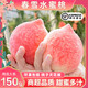 順豐特大果春雪水蜜桃新鮮桃子水果脆甜毛桃應季孕婦雪油桃 3斤【特大果丨單果200g+】