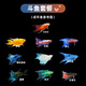 中國斗魚活體活魚冷水觀賞魚小好養(yǎng)耐活魚小型淡水自來水黃金斗魚 豪華套餐3公分10品種各二條