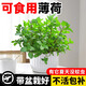 京悠雨德國品質(zhì)留蘭香薄荷盆栽可食用種植苗驅蚊植物辦公室內好養水培檸 留蘭香薄荷*1盆品種 【能直接吃】