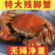 [鮮活凈重]大閘蟹特大殘蟹螃蟹[性?xún)r(jià)比超高]公母搭配螃蟹鮮活發(fā)貨 4左右公配3母左右1.5斤約6只[超 推薦