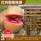 歐悟【買(mǎi)2顆送1顆】嫁接車(chē)厘子樹(shù)苗大櫻桃樹(shù)苗盆栽果樹(shù)苗木南北方種植 紅肉獼猴桃樹(shù)苗 6年苗當年結果