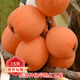 歐悟新品種極早熟紅五星枇杷苗  枇杷樹(shù)苗嫁接庭院陽(yáng)臺盆栽地栽果樹(shù)苗 4年苗粗2厘米