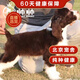 帥帥名寵【60天健康保障】帥帥名寵 北京實(shí)體店 咖啡色黑色 史賓格犬活體 血統(tǒng)級 一