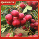 涑淇源新鮮甜山楂山里紅鮮摘現(xiàn)發(fā)水果小山楂 甜口小山楂1斤試吃裝
