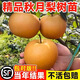 沙梨樹苗優(yōu)良嫁接 庭院盆栽 黃花梨果樹苗山嶺地栽南北方種植果苗 秋月梨3年苗【帶土帶葉】 60cm(含)-69cm(含)