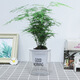 急兔文竹盆栽水培土培綠植桌面植物易活四季常青花卉含早安盆源頭直發(fā)