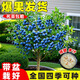 藍莓果樹(shù)苗盆栽帶果當年結果室內陽(yáng)臺室外耐曬植物南北方種植水果 兔眼藍莓(熱銷(xiāo)品種)