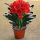 君子蘭花客廳開(kāi)花君子蘭精品植物花卉室內綠植四季常青盆栽四季 【新品君子蘭】炫紅+專(zhuān)用肥 當年開(kāi)花【8-10片葉】大苗送肥