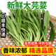 良知農哥【順豐】新鮮大芫荽 泰式香菜食用冬陰功湯食材大香菜芫茜 1斤