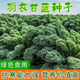 羽衣甘藍種子羽葉甘藍種籽孑食用秋冬季紫色耐寒四季盆栽蔬菜種 綠色羽衣甘藍種子原裝1包*肥料1