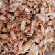 新貨小海兔干貨500克特級海兔子小魷魚(yú)墨魚(yú)仔籽烏烏賊干筆管魚(yú)干 500g