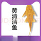 清道夫淡水清潔魚缸糞便熱帶冷水耐活觀賞爬巖鰍金苔鼠除青苔除藻 黃清潔魚5-6厘米2條