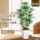 嘆為觀(guān)止大型盆栽金錢(qián)榕百合竹金錢(qián)樹(shù)發(fā)財樹(shù)清香木辦公室內落地款中型植物 棕竹1.3-1.5米【方形盆】 含盆