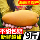 黃六爺廣西特大金煌芒果新鮮10斤水果應當季整箱大青芒超級甜大芒果批發(fā) 9斤 大果【單果200-300g】新鮮超甜