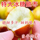素顏冰糖脆棗樹苗沾化冬棗樹苗特大棗苗冰糖棗果樹苗耐寒南北方種植 3年棗樹苗后年結(jié)果