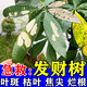 發(fā)財(cái)樹專用營養(yǎng)液葉子發(fā)黃掉葉爛根枯葉落葉起斑催芽劑促發(fā)芽肥料 1瓶【發(fā)財(cái)爆芽】