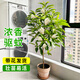 臨雅白蘭花盆栽玉蘭花樹(shù)苗帶花苞黃角蘭室內庭院濃香花卉四季開(kāi)花植物 【白蘭花苗】30-40cm左右