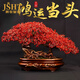 爵世皇庭水晶紅色發(fā)財樹搖錢樹客廳電視柜公司店鋪開業(yè)結(jié)婚喬遷送禮 紅色高26寬46cm