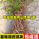 萬田沃爬山虎樹苗爬藤植物四季常青庭院藤蔓花卉盆栽三葉五葉爬墻虎苗子 精品爬山虎大苗50顆 下單送專用