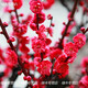 芯荷梅花樹(shù)苗基地銷(xiāo)售紅梅綠梅臘梅榆葉梅花苗冬季耐寒老樁盆景庭院樹(shù) 鴻運朱砂梅2公分當年開(kāi)花
