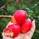 歐悟嫁接蘋(píng)果樹(shù)苗 紅肉蘋(píng)果苗 盆栽地栽南方北方室內外庭院種植果樹(shù)苗 雞心果【5年苗帶分枝好樹(shù)形】 65cm(含)-145cm(含)