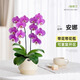 臨雅教師節禮物幼兒園物蝴蝶蘭禮盒新款實(shí)用禮品袋鮮花花束包裝高顏值 安娜（兩梗）+小圓杯