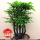 歐悟小葉紫檀樹樁盆景室內(nèi)陽(yáng)臺(tái)盆栽花卉 黑骨檀綠植耐寒植物帶盆帶土 樁形 高30厘米 一盆3棵