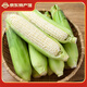 粵品廣西牛奶白糯玉米新鮮云南當季現摘苞谷水果爆漿嫩玉米棒整箱 白糯玉米5斤