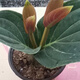 寶蓮燈花盆栽四季帶苞開(kāi)花美丁花觀(guān)賞花寶蓮燈好養國產(chǎn)客廳 中苗15cm左右原土發(fā)貨