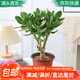 急兔玉樹(shù)盆栽多肉植物辦公室耐旱綠植花卉盆栽/玉樹(shù)小苗原盆源頭直發(fā)
