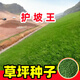 蓿蕾草坪草籽四季常青護(hù)坡綠化高羊茅黑麥草狗牙根馬尼拉矮速生草種子 