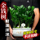 京悠雨德國金錢(qián)樹(shù)盆栽客廳大棵擺件圓葉旺宅綠植花卉室內水培植物發(fā)財樹(shù) 小盆金錢(qián)樹(shù)25-30cm6-8株(原土盆)+送營(yíng)養