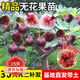 歐悟無(wú)花果樹(shù)苗高產(chǎn)水果苗特大無(wú)花果苗南北方陽(yáng)臺種植盆栽地栽果樹(shù)苗 8年苗帶原土  下單備注品種 60cm(含)-165cm(不含)