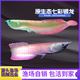 幻彩銀龍魚(yú)活體觀(guān)賞魚(yú)苗熱帶魚(yú)中大型風(fēng)水招財七彩銀龍魚(yú)順豐包郵 14-16七彩銀龍1條