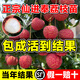 臨雅荔枝樹苗無核桂味果樹盆栽妃子笑嫁接水果樹苗糯米糍果苗仙進奉 【稀有新品種】仙進奉40-60cm1棵