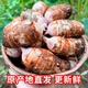博多客浙江紅芽芋頭  新鮮現挖芋艿 牛奶小芋頭 粉糯軟滑 芋頭小香芋 大果5斤（單果70-100g）