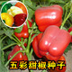 播種心情五彩甜椒種子大甜椒菜椒辣椒種子陽(yáng)臺易活盆栽農家四季有機蔬菜 五彩甜椒種子1包