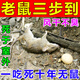 霹靂鼓老鼠藥三步到一聞就死一窩端神器正宗特超強(qiáng)效力家用室內(nèi)外耗子藥 老鼠藥三步到一聞就死家用1袋