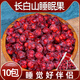 北京同仁堂五味子長(cháng)白山睡眠果中藥材旗艦新鮮小紅果五味子精選原材料 [長(cháng)白山睡眠果*10包]五味子
