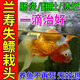 蘭壽專(zhuān)用藥治療金魚(yú)失鰾矯正器趴缸腸炎病炸鱗身上長(cháng)白點(diǎn)白毛殺菌 1瓶