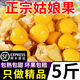 順豐東北姑娘果精品燈籠果5斤薄皮黃菇娘奶油菇娘果洋姑娘果鮮果L 200g嘗鮮裝 實惠【單果5g左右】